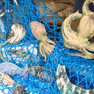 Ceramic sea creatures